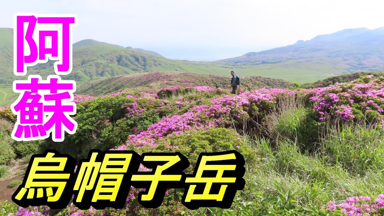 阿蘇　烏帽子岳のミヤマキリシマ