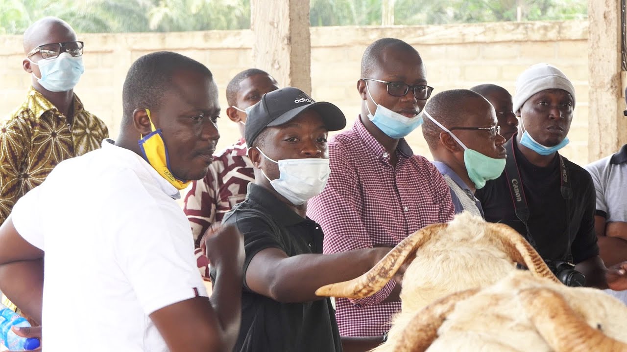 ADEFARM : Production & Elevage d'ovins et caprins de race sahelienne au Bénin