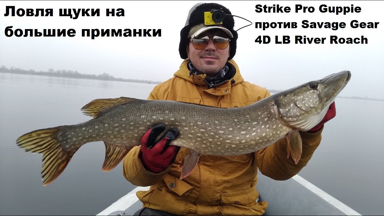 Ловля щуки на большие приманки.Strike Pro Guppie против Savage Gear 4D LB River Roach.