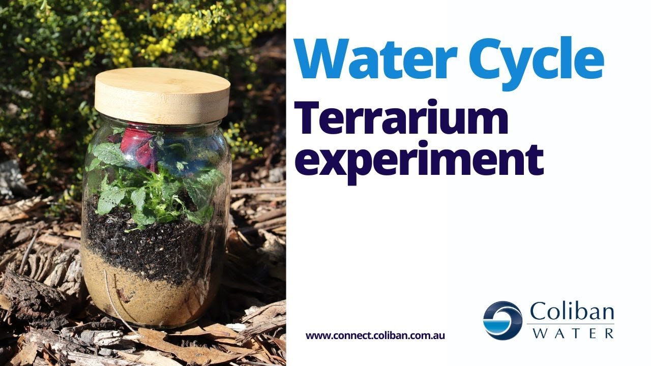 Make a 'water cycle in a jar' experiment.