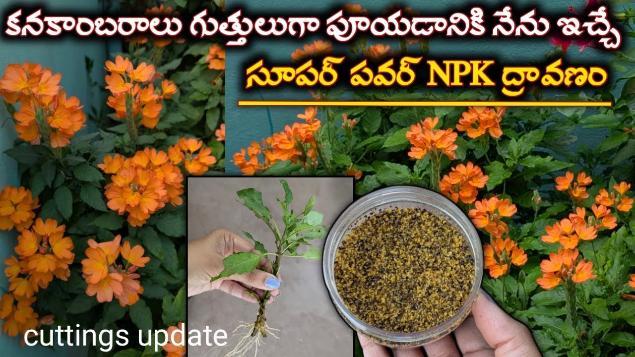 Tips to Get More Blooms in Crossandra Plant | కనకాంబరాలు బాగా పూయాలంటే తప్పకుండా ఇలా చేయండి