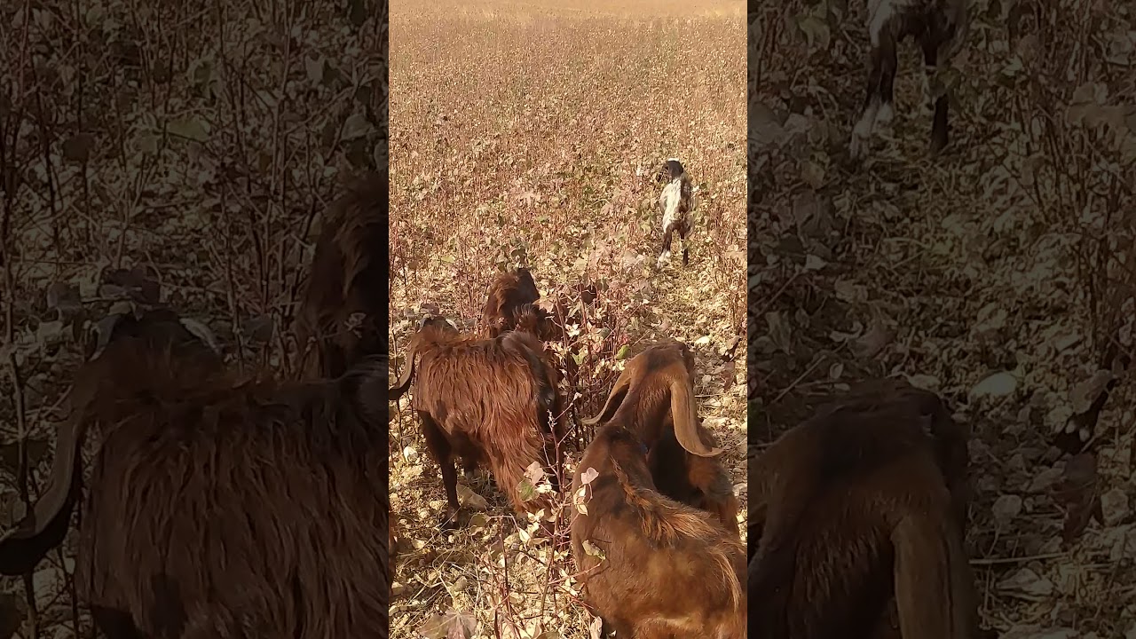 Kilis Keçisi ve Halep Keçisi Farkı #halepkeçisi