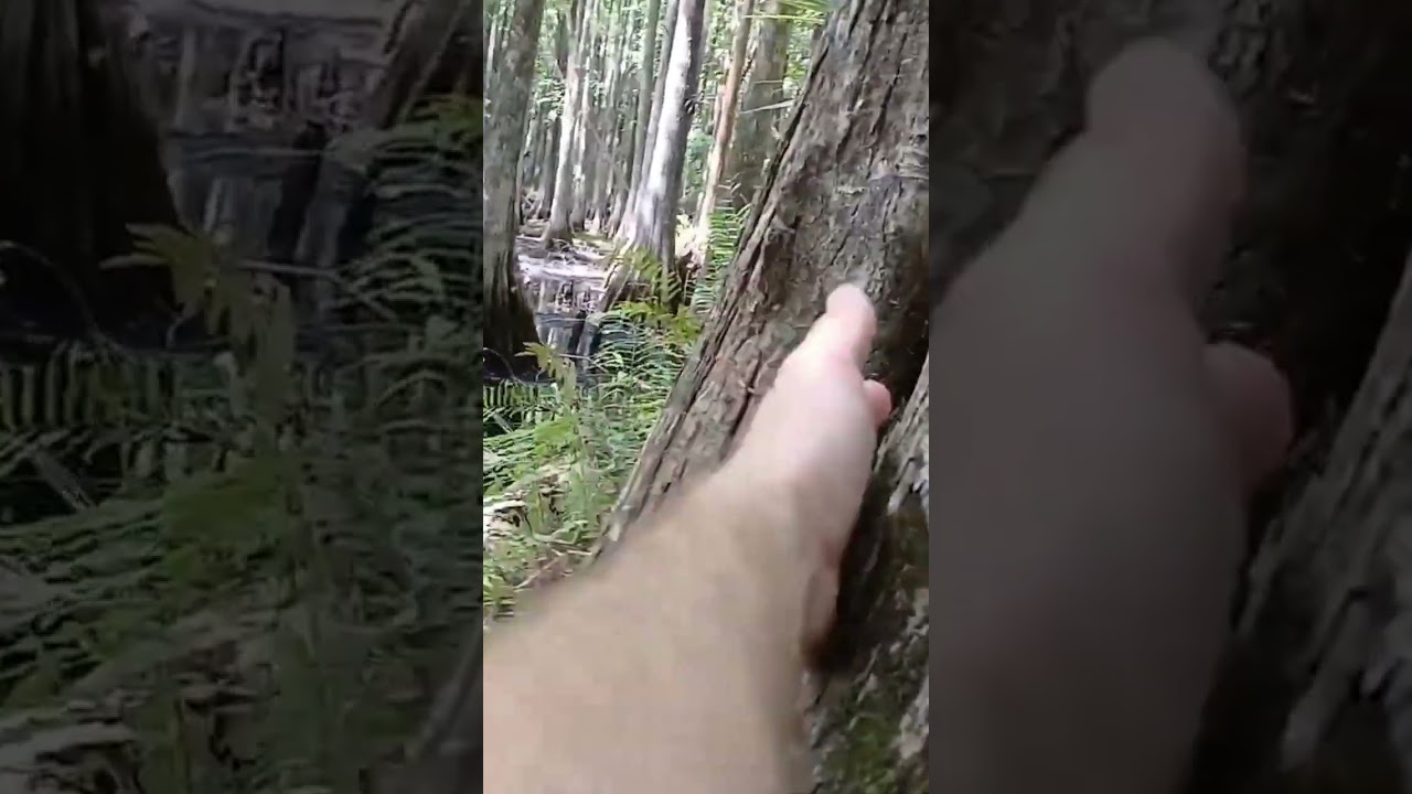 Ancient Massive Cypress Tree found.