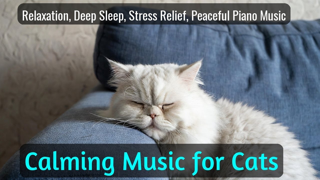 LIVE Soft Sleeping Cat for Cozy Mood 🧶 | Season 51