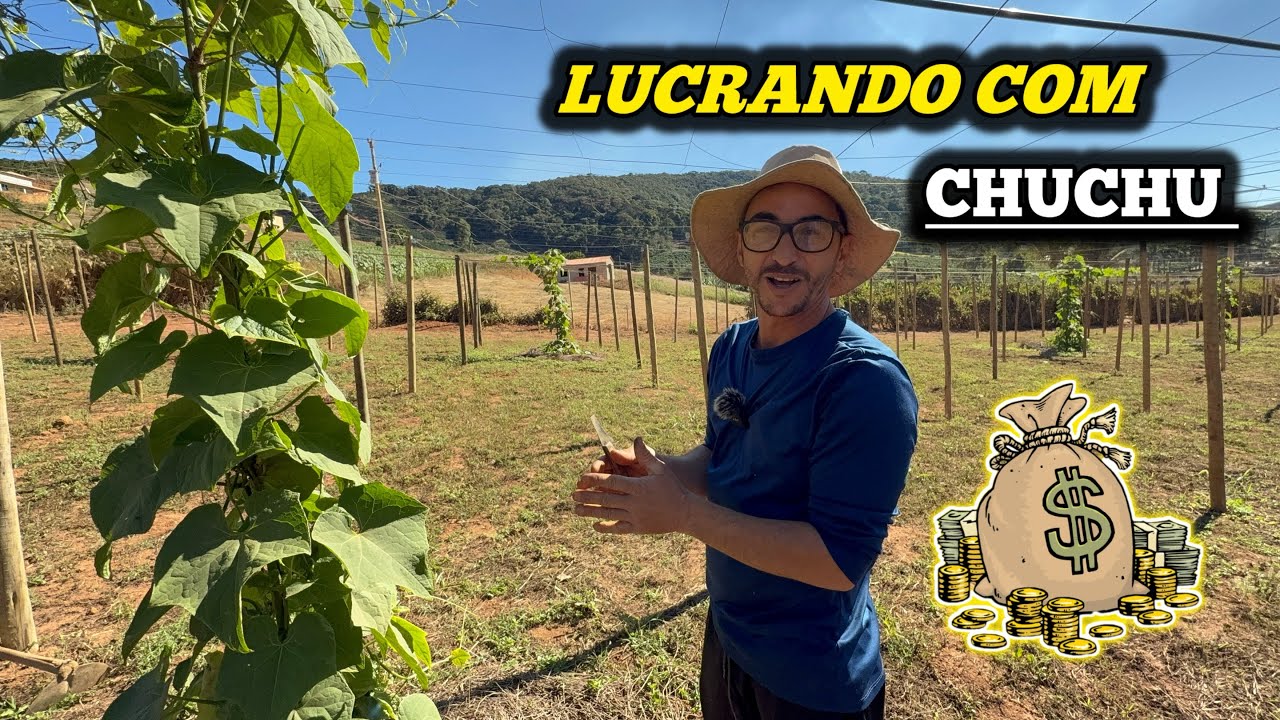 NÃO PLANTE CHUCHU ANTES DE VER ESSE VÍDEO 