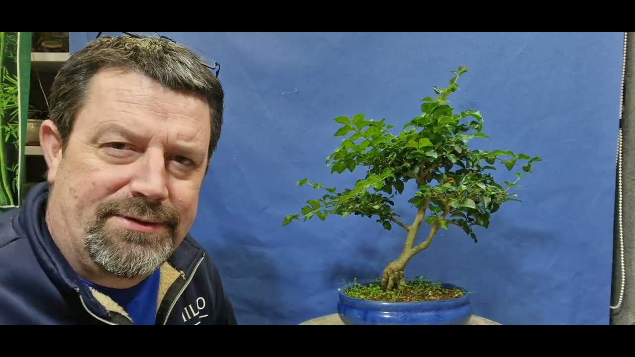 Обрезаю деревья возле своего сарая.