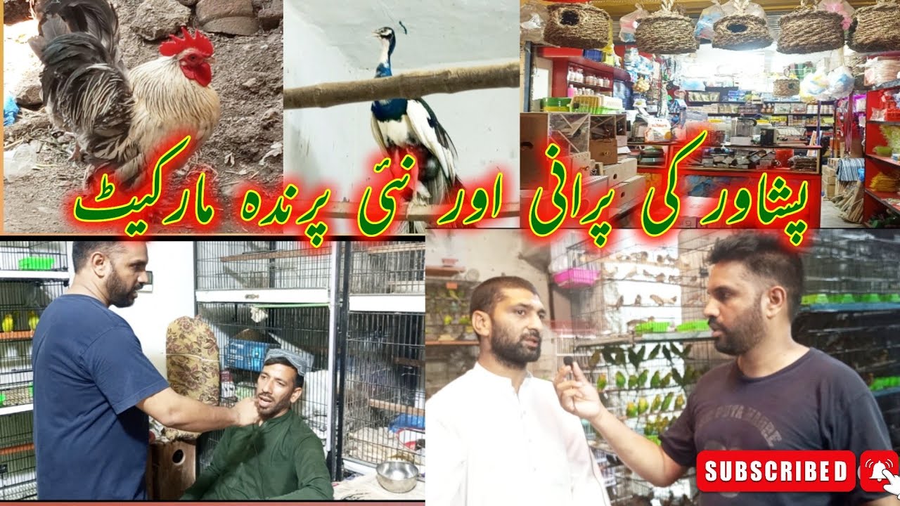 Biggest Peshawar birds market latest update