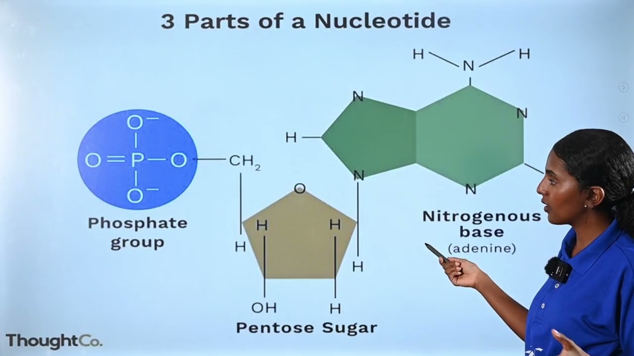 3.3.Organic Molecules Part 2 : Biology Grade 10