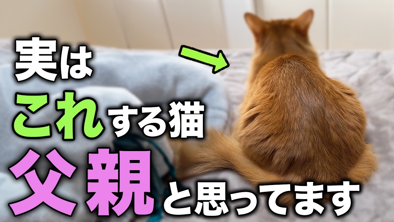 猫がこの行動をしたらあなたを父親だと思っています