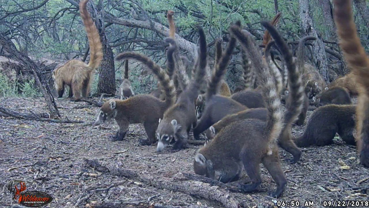 Trail Cam Journey, эпизод 1: Коатимунди