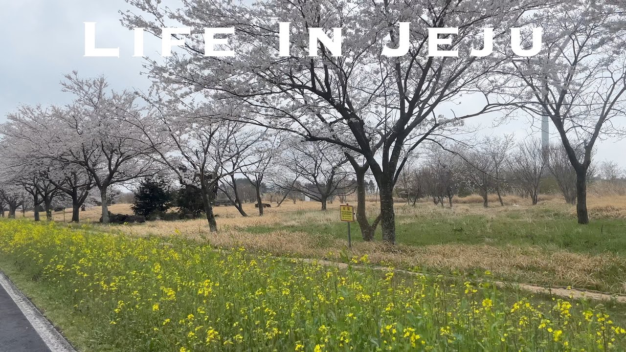 🇰🇷 4월 Jeju VLOG | 벚꽃 유채꽃 같이 볼 수 있는 제주도