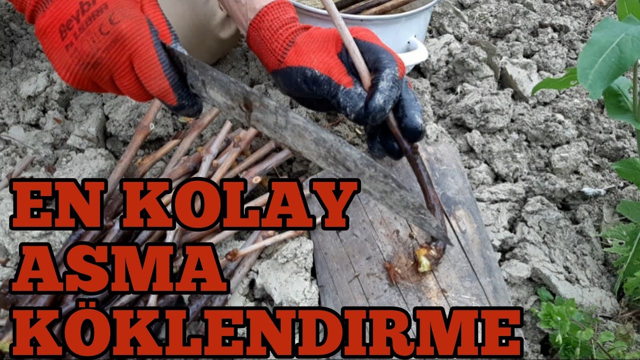 EN KOLAY ASMA KÖKLENDİRME ( USTASINDAN )