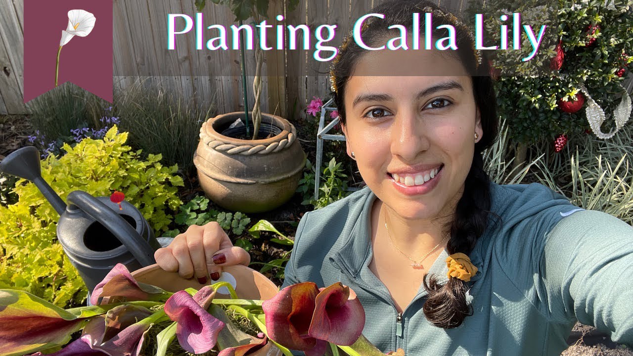 Calla Lily Planting / Rescue