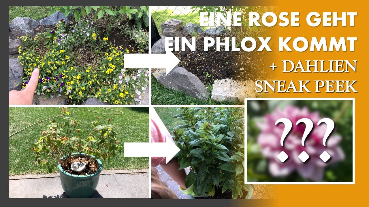 Garten VLOG Juni 2022 - die Hornveilchen m&uuml;ssen raus, eine Rose ist am Ende, und ein Phlox zieht ein