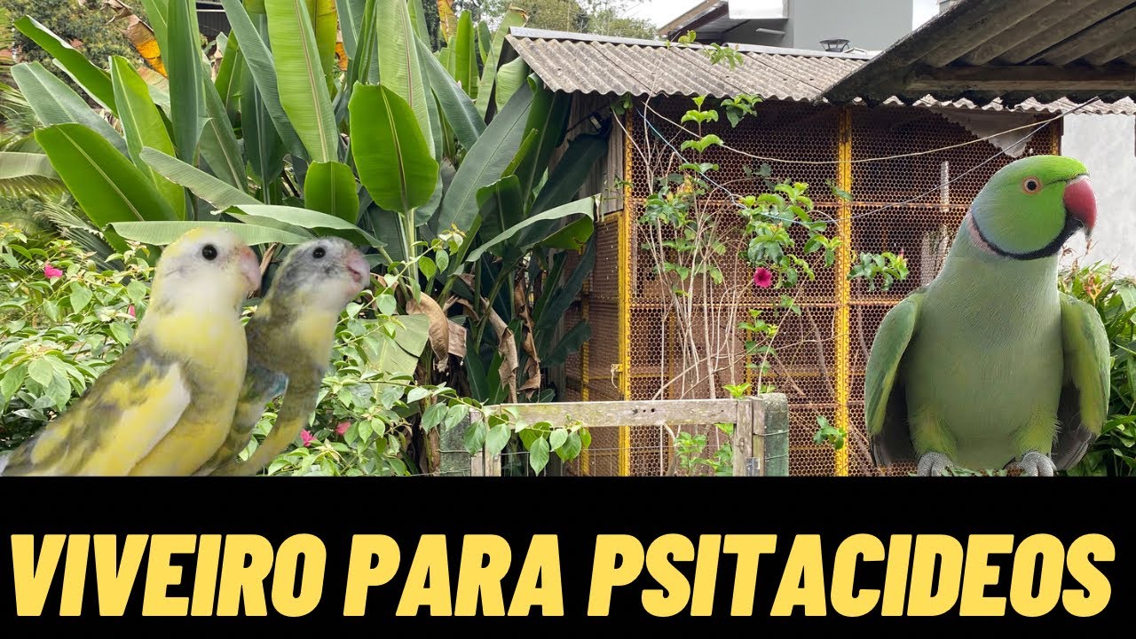 Viveiro para psitacideos/ plantas precisando de manuten&ccedil;&atilde;o