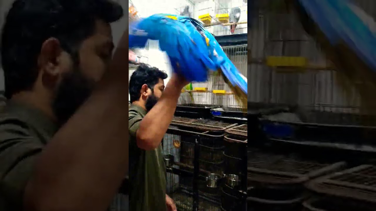 Macaw Parrot for Sale in SADAR Market.