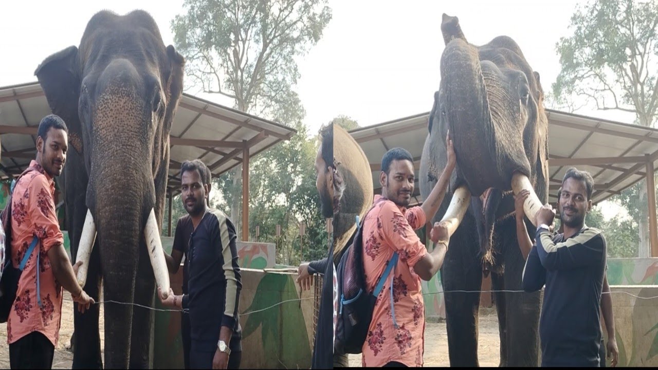 Dubare elephant Camp Coorg. ಕೊಡಗಿನಲ್ಲಿರುವ ದುಬಾರೆ ಆನೆ ಶಿಬಿರ.