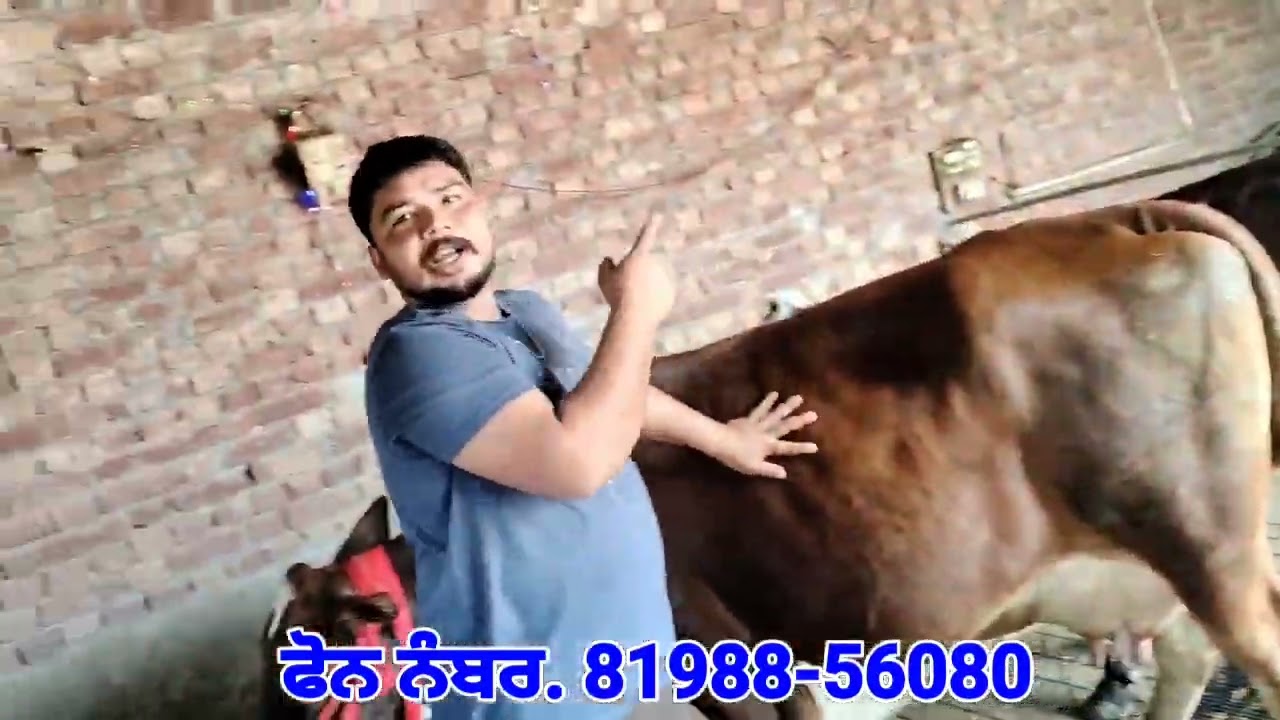 ਸਸਤੇ ਮੁੱਲ 👉 ਤਾਜੀਆਂ ਸੂਈਆਂ ਤੇ ਗੱਭਣ ਤਿਆਰ ਸੋਹਣੀਆਂ 5 ਵਹਿੜਾਂ ਵਿਕਾਊ❤️Beautiful Five Cows For Sale 