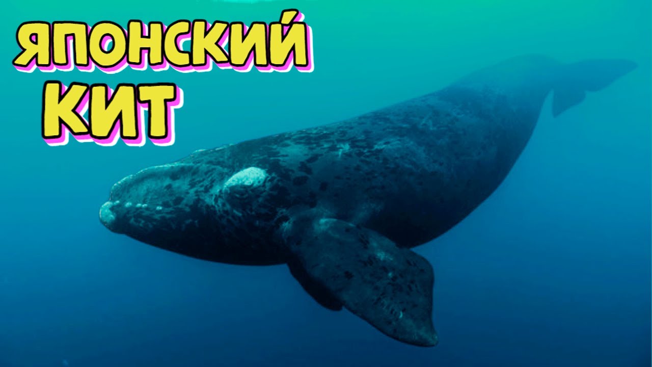 Японский гладкий кит. Самый редкий кит в мире.