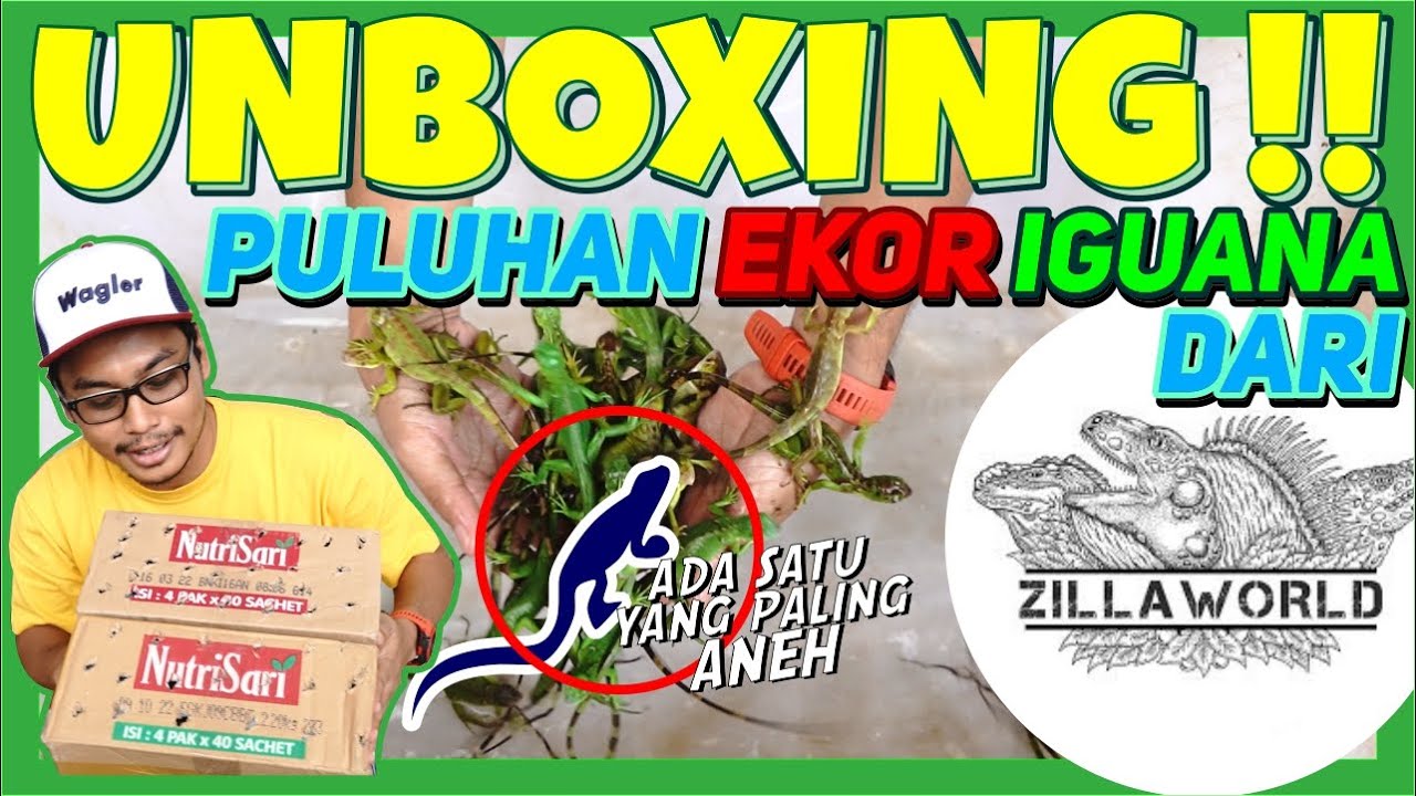 UNBOXING CALON IGUANA INDUKAN DARI ZILLAWORLD | DAPET BONUS !