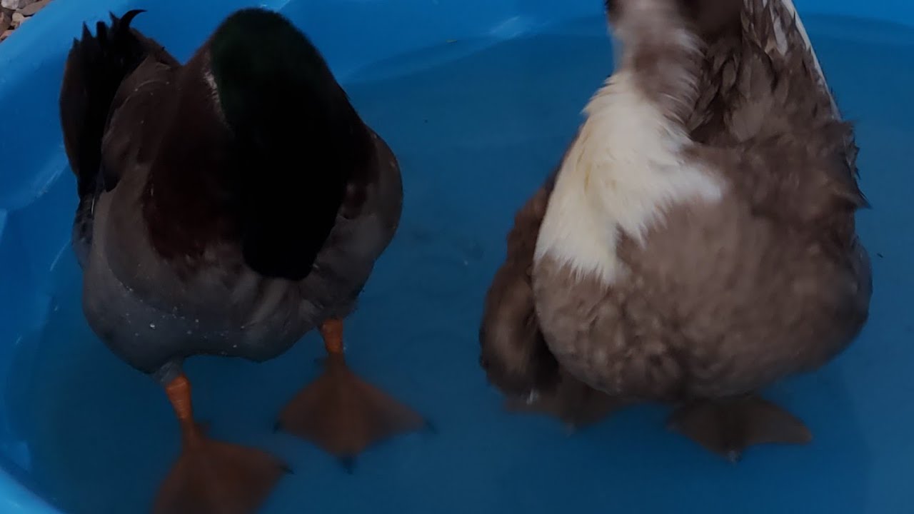 Live: Watch These Ducks Swim & Relax Your Mind 🦆💦