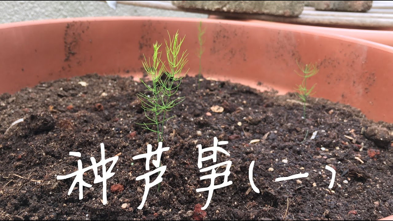 芦笋种植｜从种子到幼苗