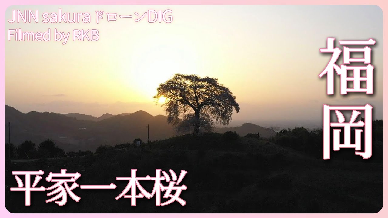 天空の桜　福岡県みやま市【JNN sakuraドローンDIG 2023】