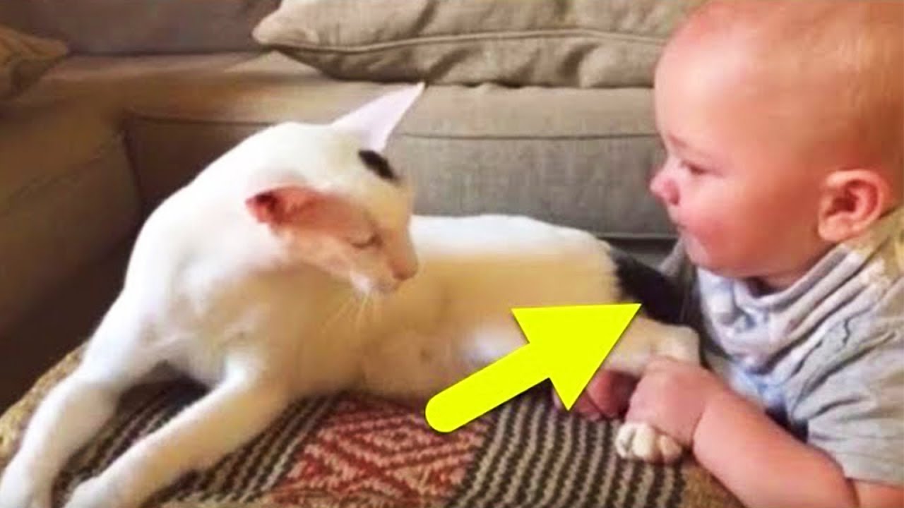 Baby zieht an den Beinen der Katze, die Reaktion der Katze ist unglaublich