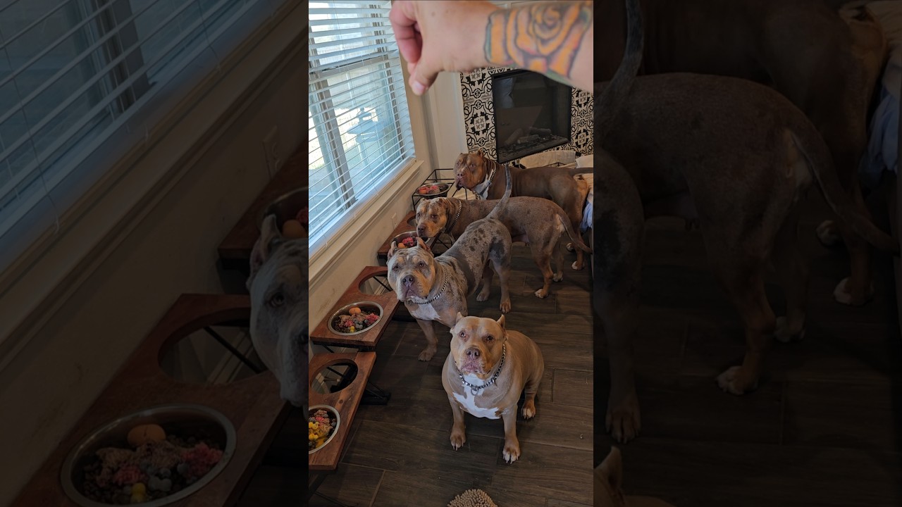 Без сомнения, одна из самых умных пород. Xl American Bully Burlesonbullies.com
