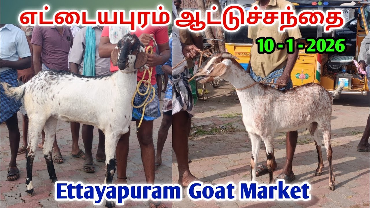 10 - 1 - 2026 | எட்டையபுரம் ஆட்டுச்சந்தை | Ettayapuram Goat Market | Goat Market | கொடி ஆட்டுச்சந்தை