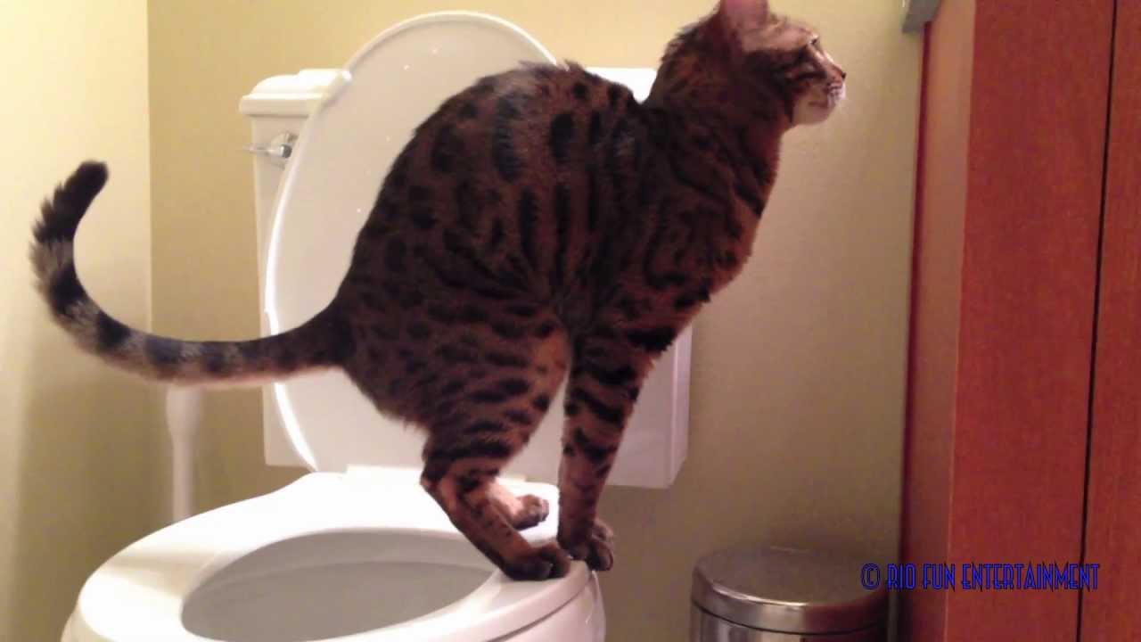 Toilet trained Bengal cat Romeo - Part 2