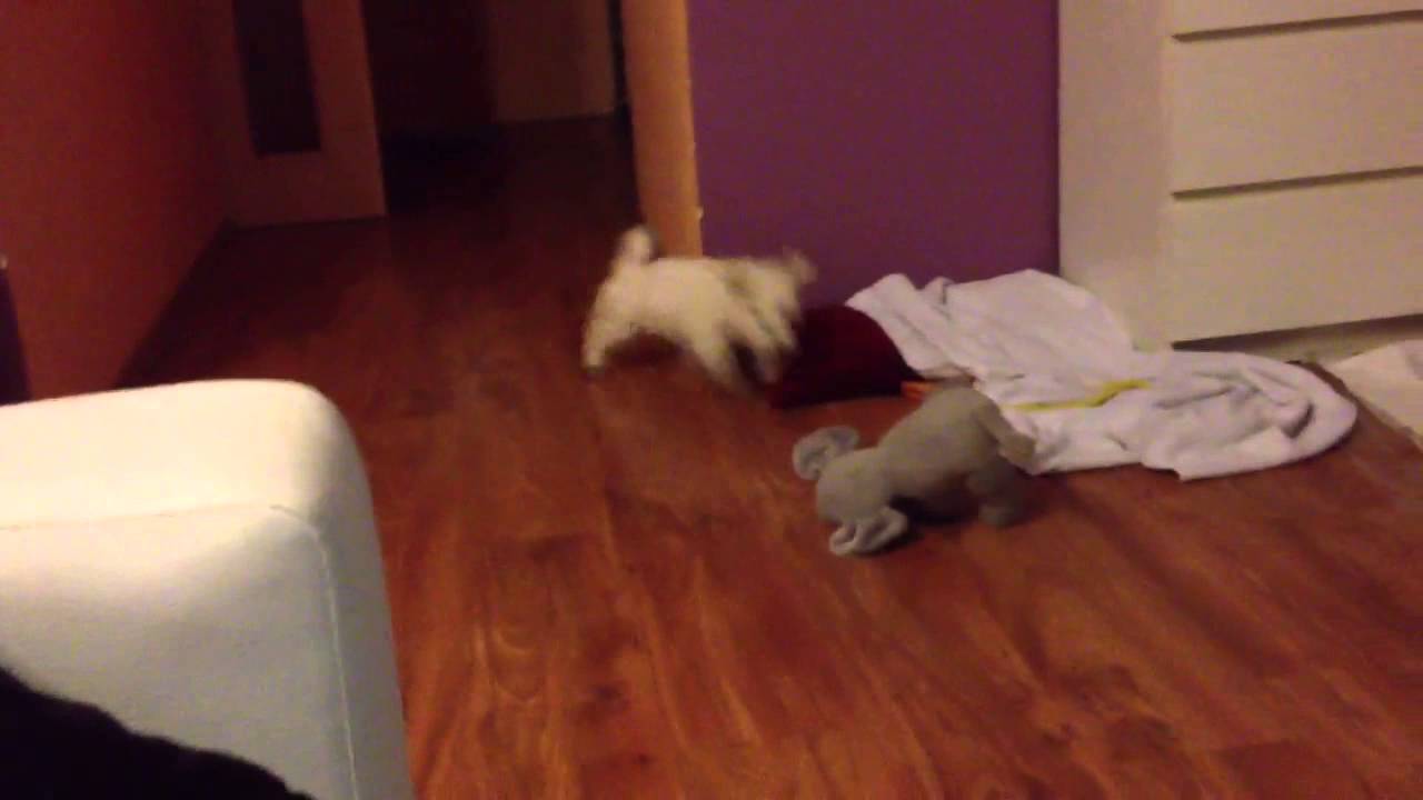 Brutal hunting elephant by dangerous dog