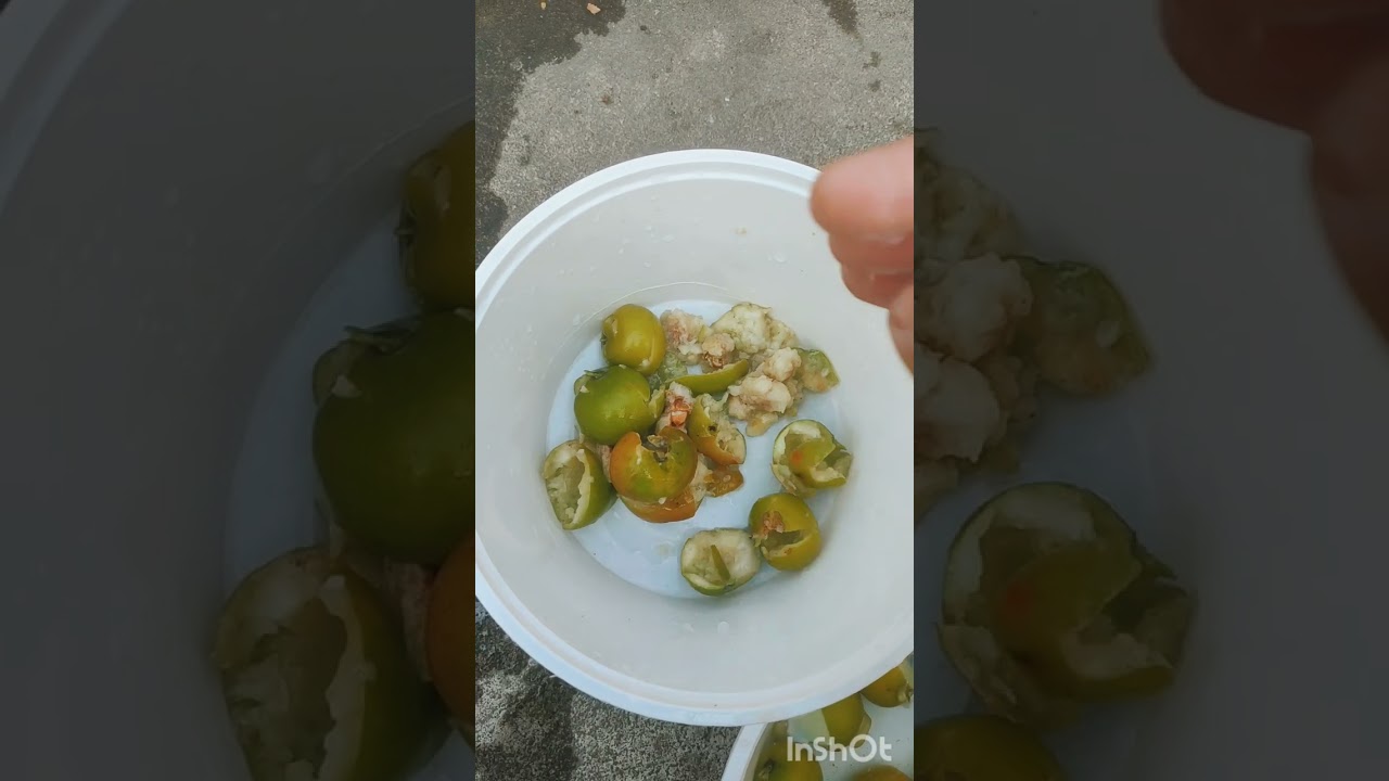 শিতকালে টক ঝাল কুল মাখা রেসিপি 
