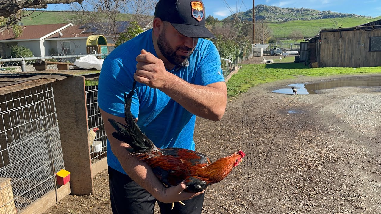 Ya no quiero gallos que sean asi