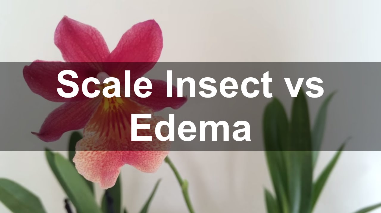 Scale insect vs Edema (blistering) in Orchids - common in Nelly Isler orchid