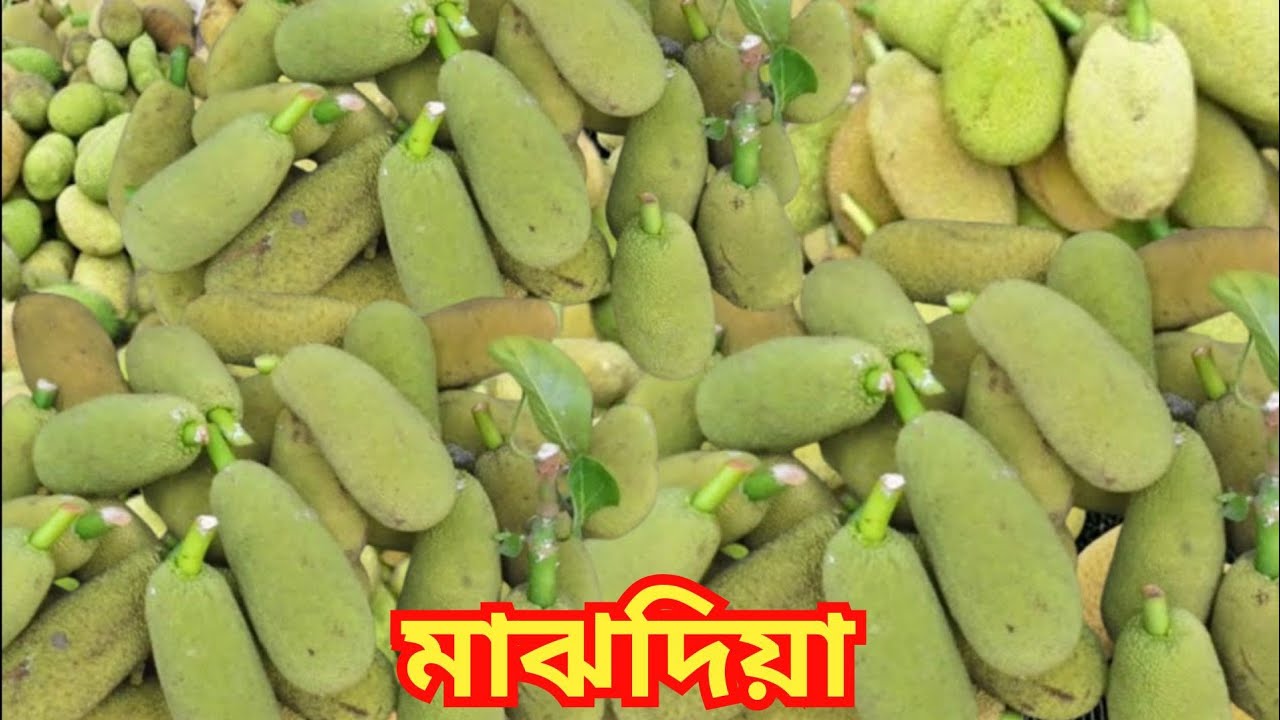 হাটে প্রচুর এঁচোড় গরিয়া বেগুন ভেন্ডির আমদানি এবং দাম আনেক সস্তা/Wholesale Vegetable Market Kolkata