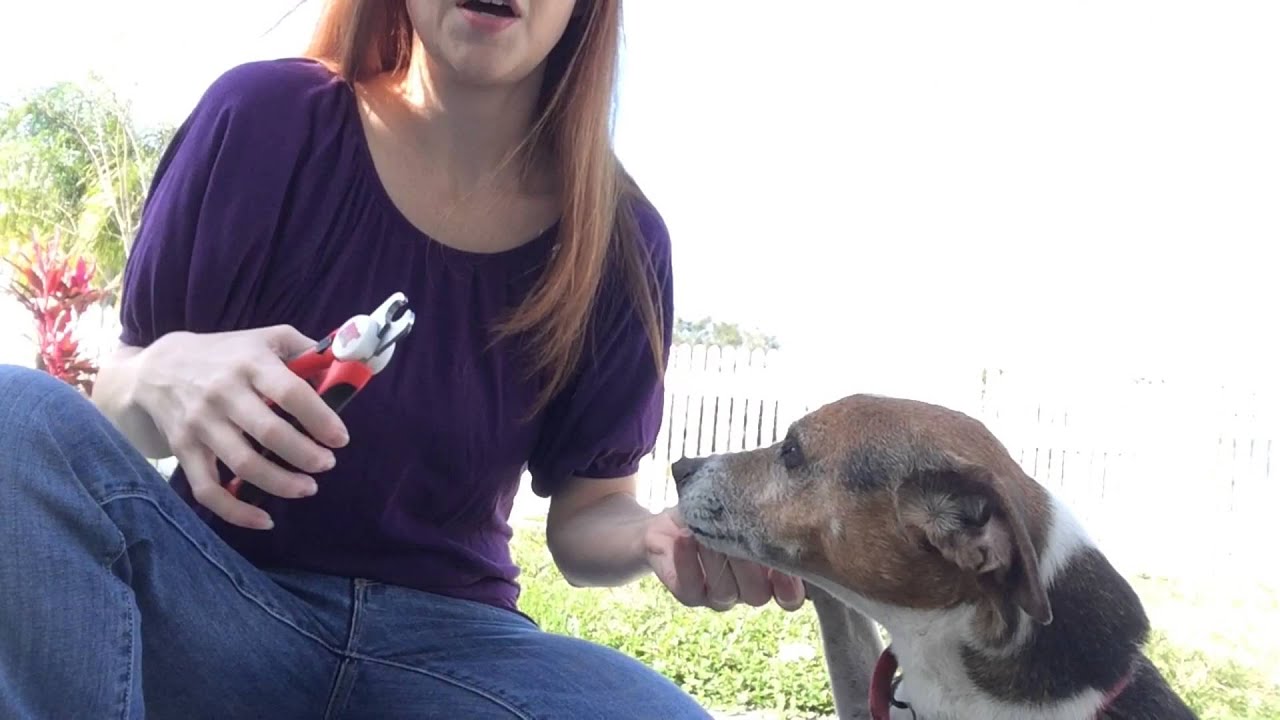 Dog Nail Clippers  Trim Dog Nails