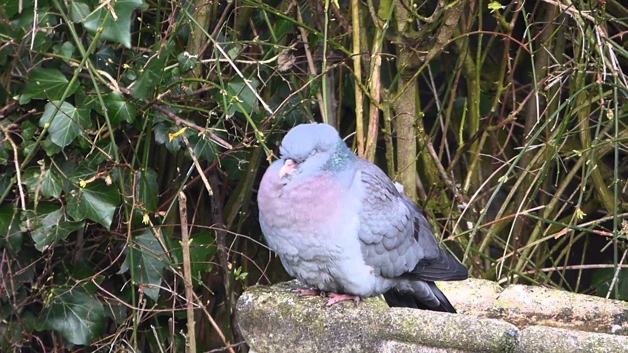 Stock Dove