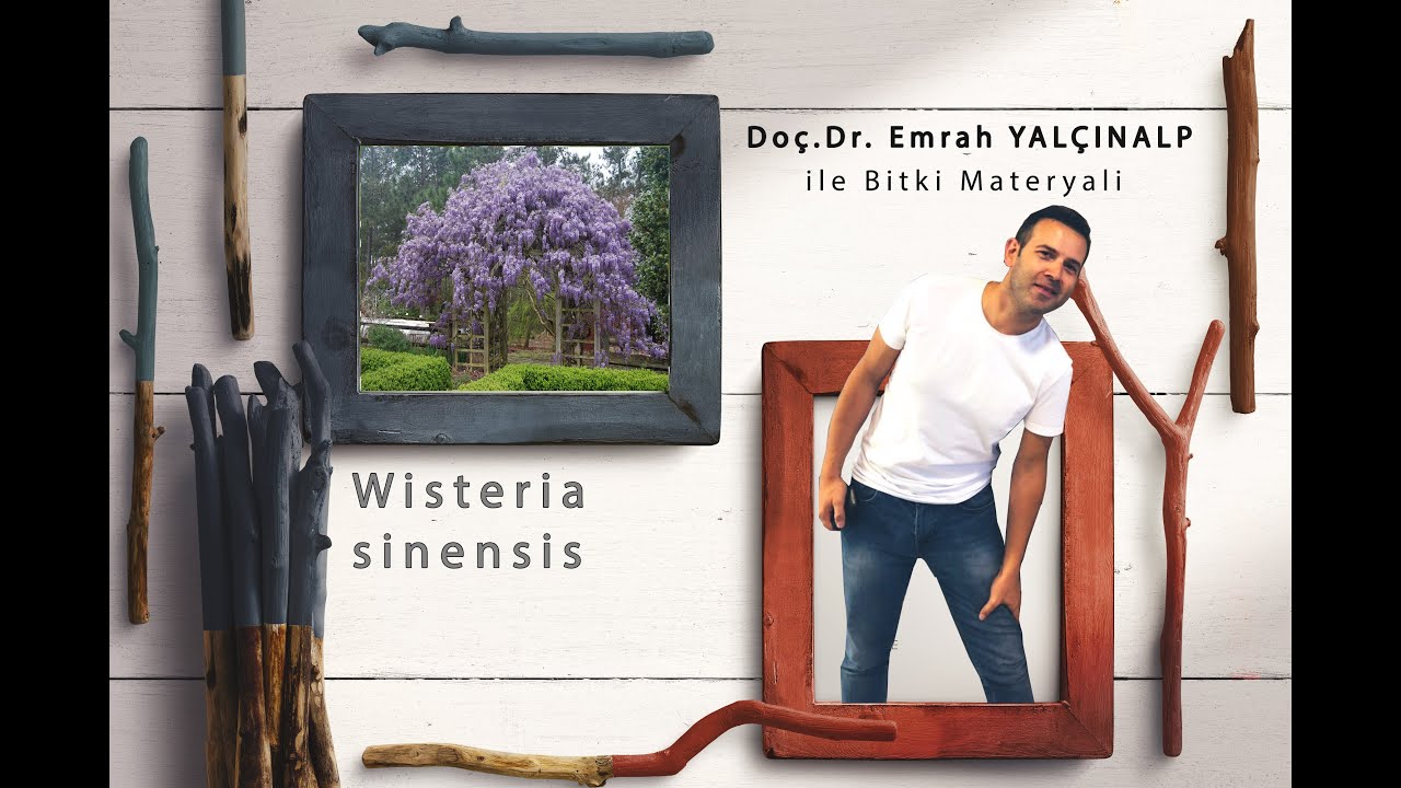 Peyzaj Mimarlığında Bitki Materyali II - Wisteria sinensis (Mor Salkım)