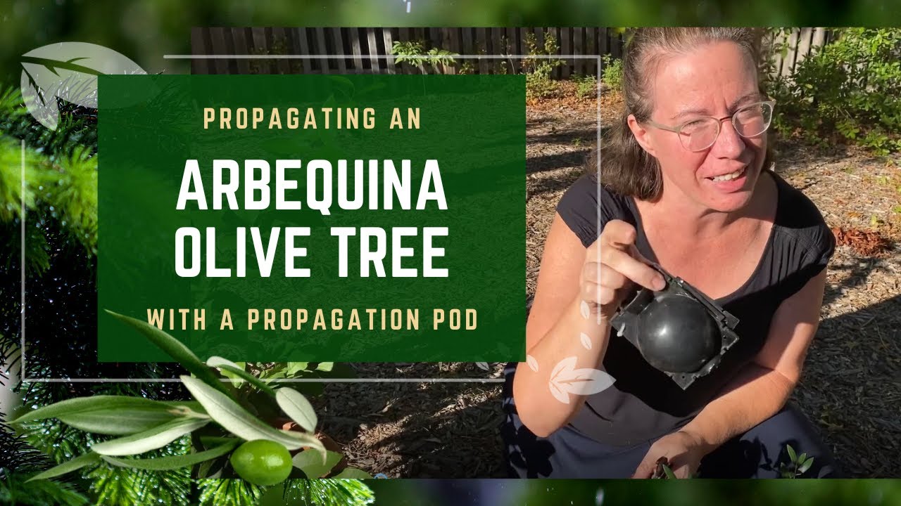 Propagating Arbequina Olive Tree With Root Ball Air Layering Pods