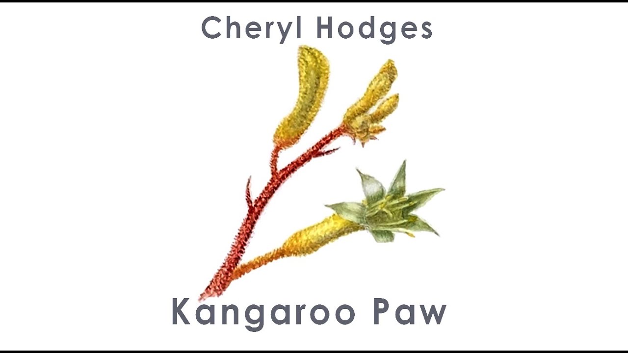 Kangaroo Paw Watercolour Time Lapse