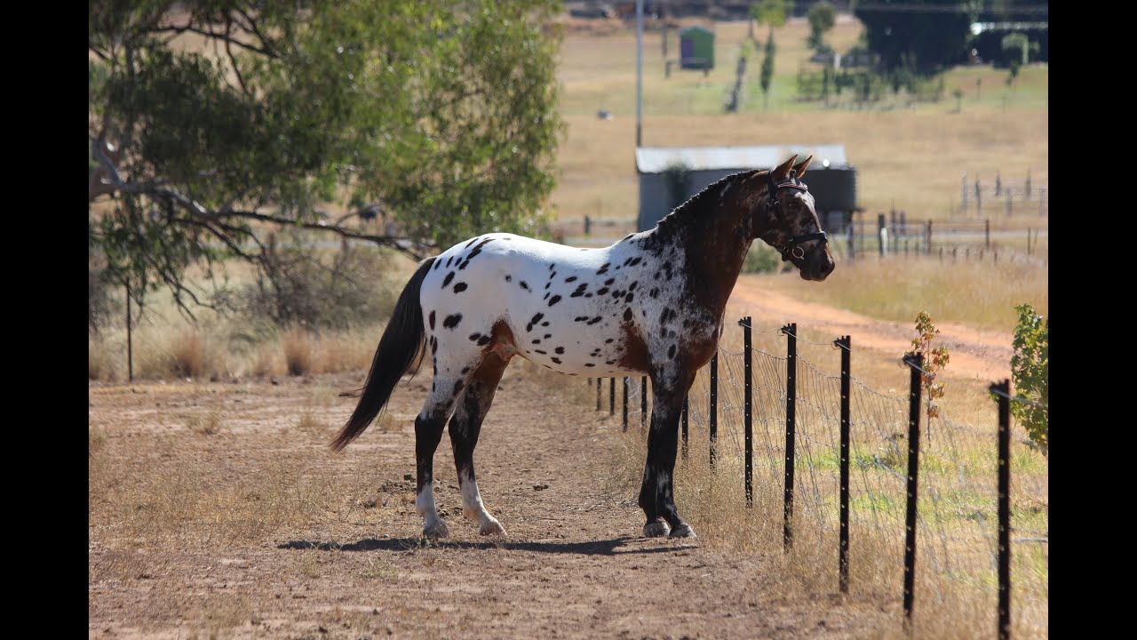 Sportaloosa / Knabstrupper stallion at stud in Australia - Cayuse Xxtra Grand