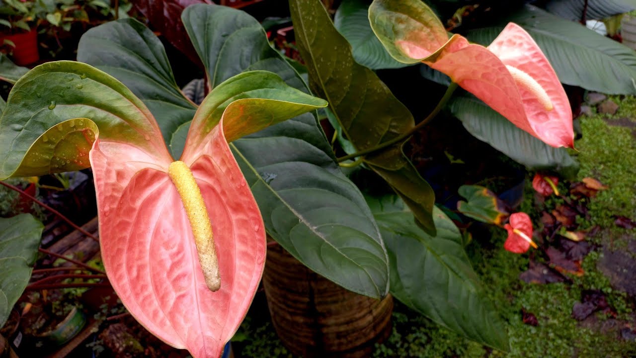HERMOSA COLECCIÓN DE ANTURIOS!! EN CALOTO CAUCA               #jardin #anturios #flores #coleccion