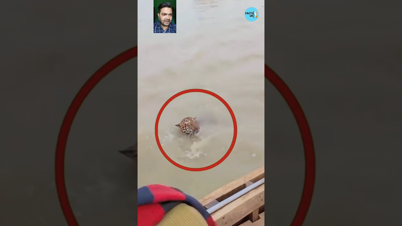 🐅 A Rare Sight: Royal Bengal Tiger Swims Across Brahmaputra River! 🌊