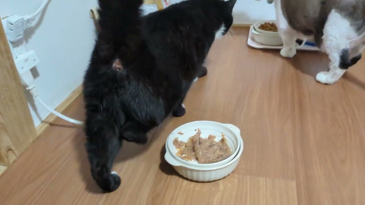 とても優しいパンダ王子（ぱんぱん）