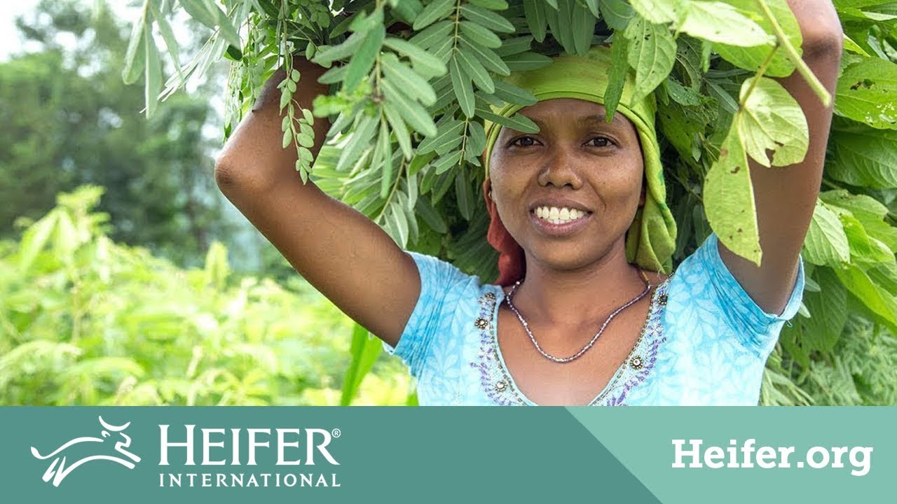 20 Years in Nepal | Heifer International