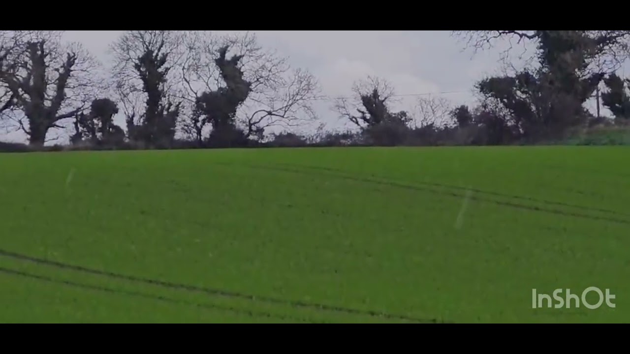 Ireland hare coursing Bruce