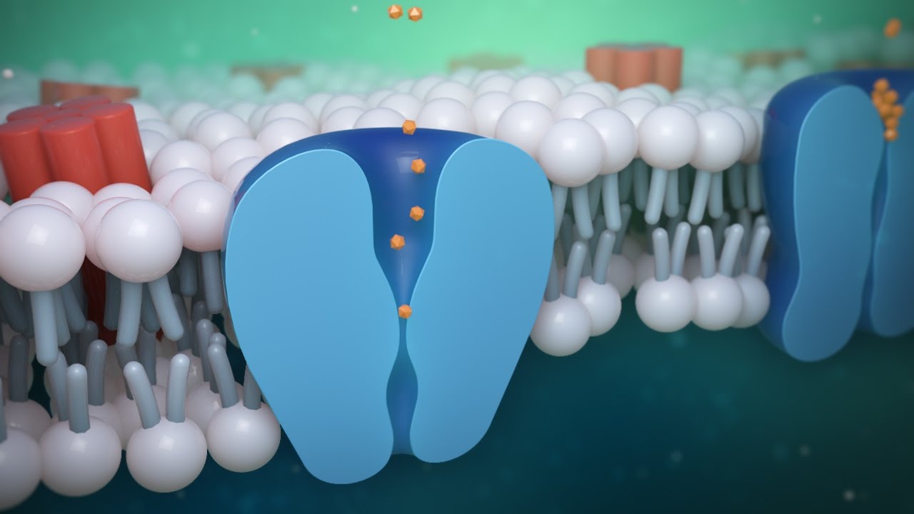 CINEMA 4D AND AFTER EFFECTS TUTORIAL: Creating cell membrane medical animation (part 2)