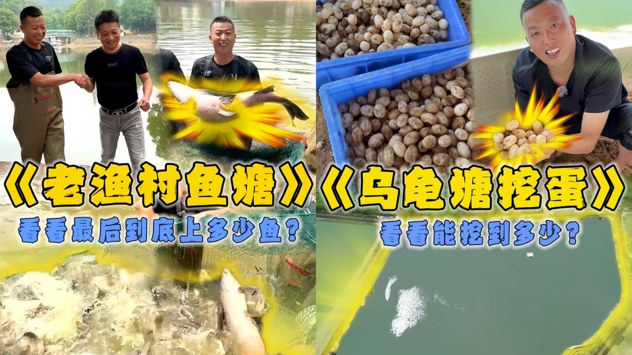 小飞哥花3万包下16亩的老渔村鱼塘，在里面拉一网看看能上多少鱼？｜花3500元包下乌龟产蛋房，看看能挖出多少蛋？