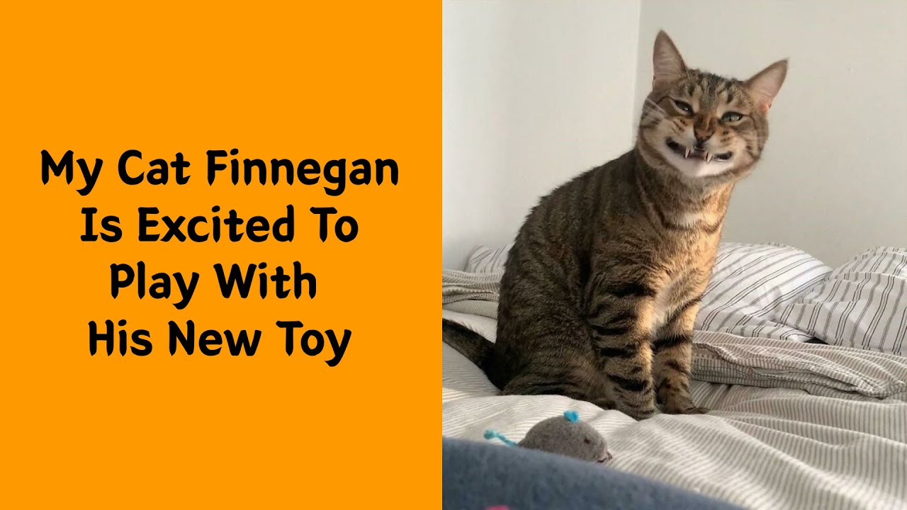 50 Weird Cats Caught at the Wrong Moment 😹 | Weird Animals